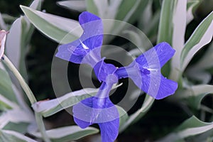 Variegated Japanese Iris laevigata Variegata, blue purple flower